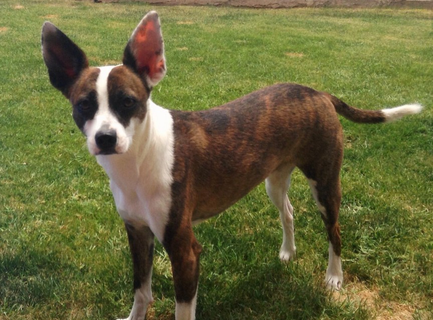 Boston Terrier Rat Terrier Mix