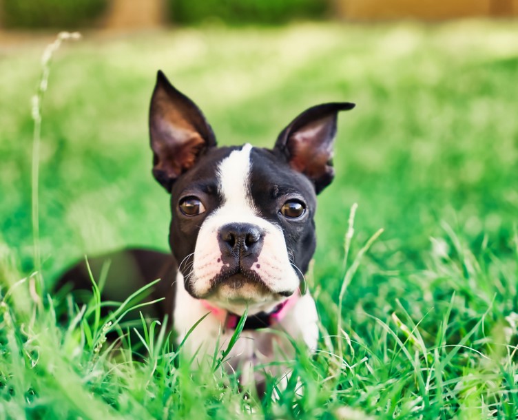 Boston Terrier Rescue California