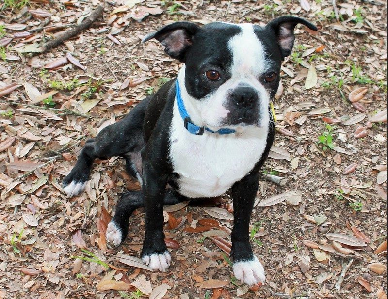 Boston Terrier Rescue Houston