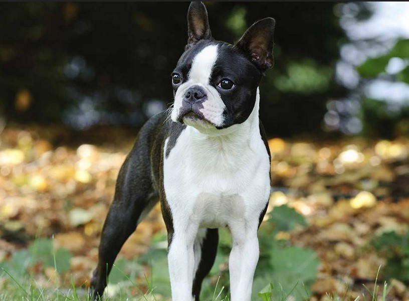 Boston Terrier Rescue NC