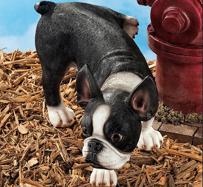 Boston Terrier Statue