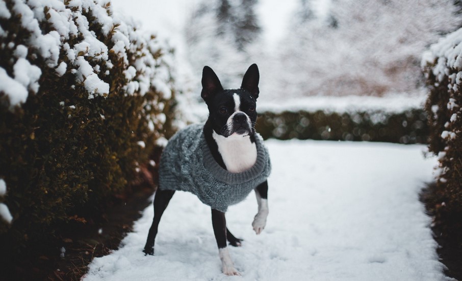 Boston Terrier Sweater