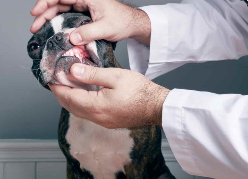 boston terrier teeth