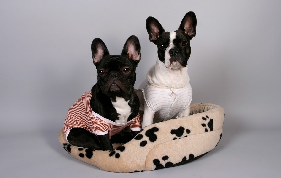 Boston Terrier Versus French Bulldog