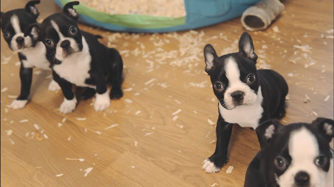 Boston Terrier Videos