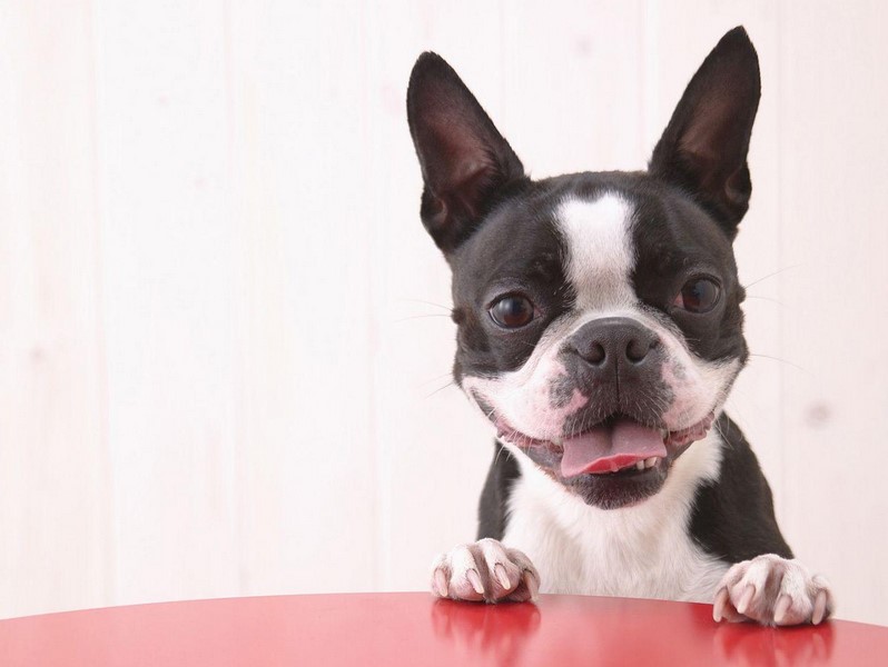 Boston Terrier Wallpaper