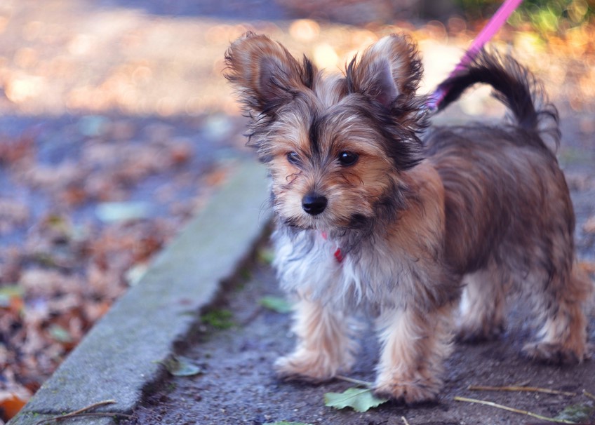 Boston Terrier Yorkie Mix