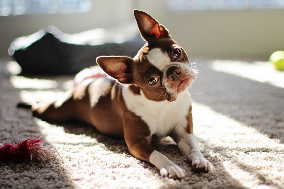 Brown And White Boston Terrier