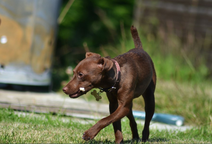 Brown Patterdale Terrier