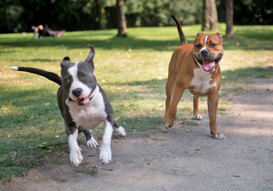 bull terrier and pitbull mix