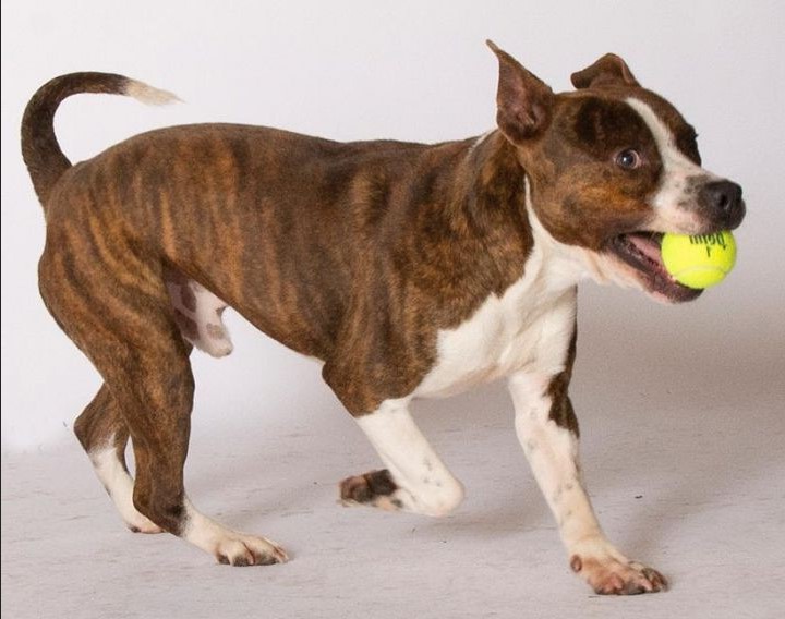 Bull Terrier Boxer Mix