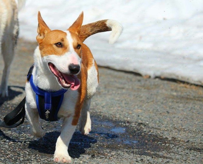 Bull Terrier Corgi Mix