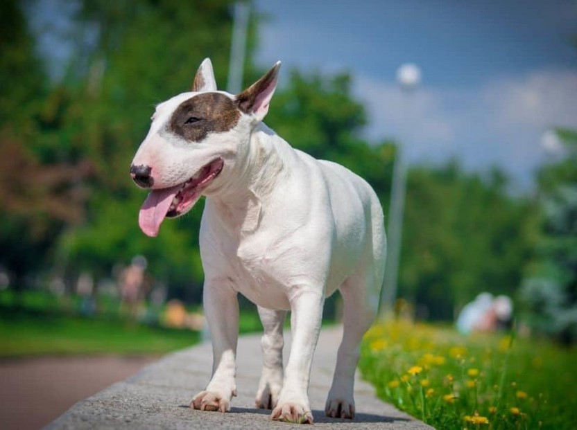 Bull Terrier Cost