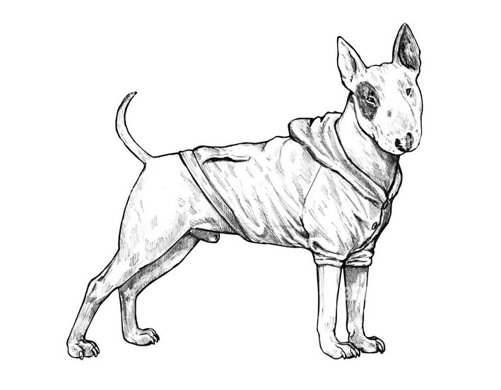 Bull Terrier Drawing