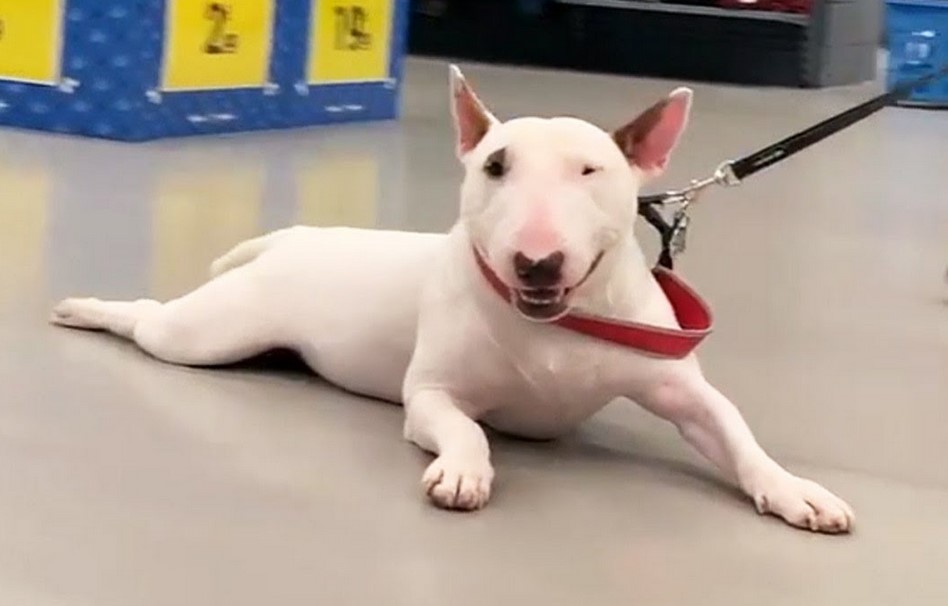 Bull Terrier Funny