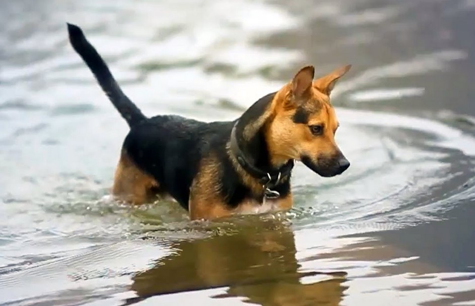 Bull Terrier German Shepherd Mix