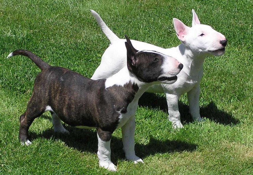 Bull Terrier Health Issues