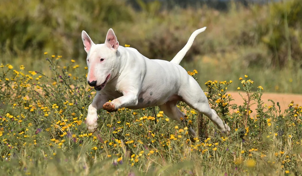 Bull Terrier Muscle