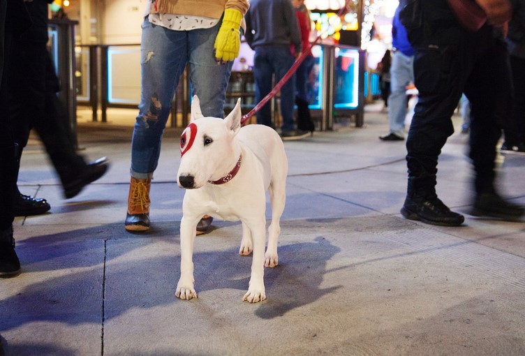 Bull Terrier Target