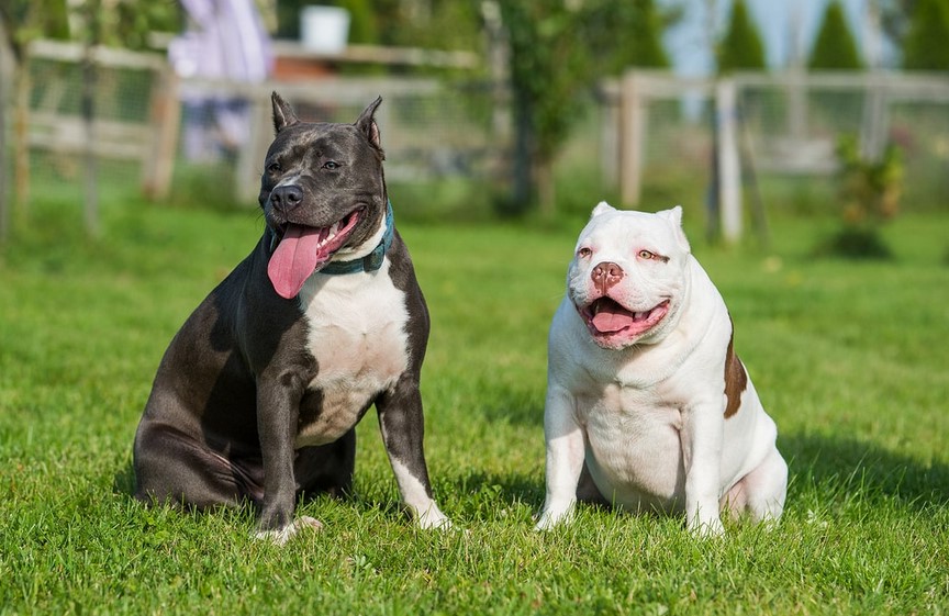 Bull Terrier vs Pitbull