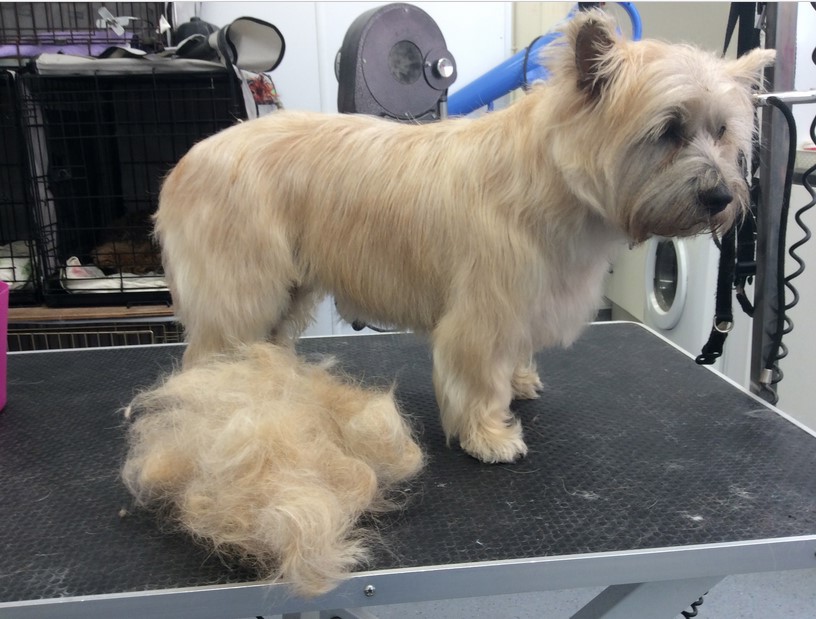 Cairn Terrier Grooming