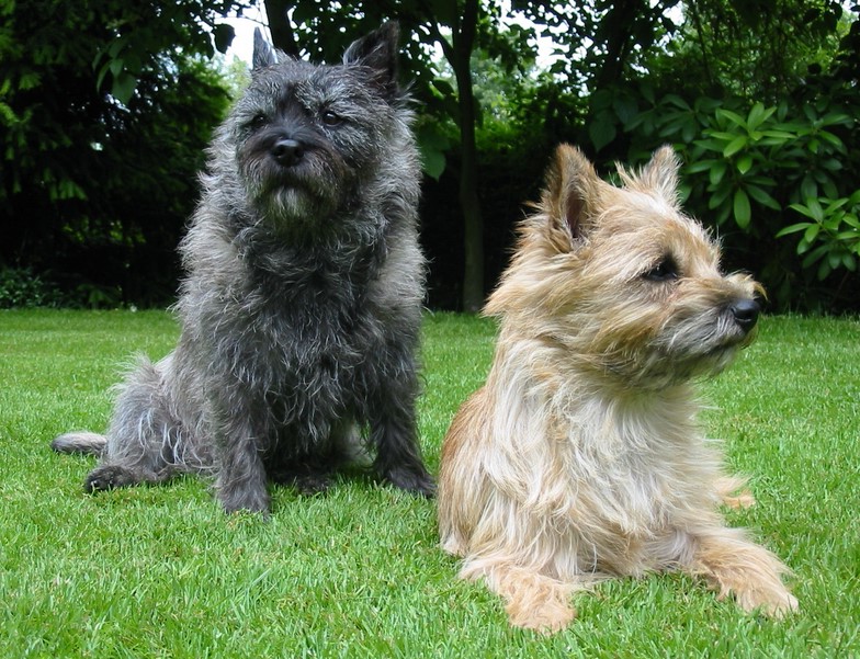 Cairn Terrier Jack Russell Mix