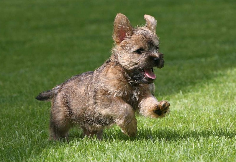 Cairn Terrier Lifespan