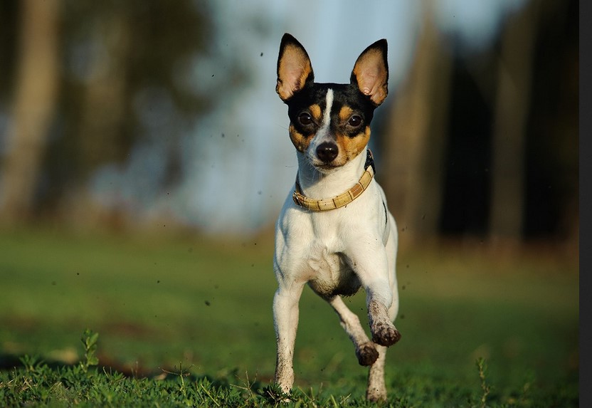 Chihuahua Toy Fox Terrier