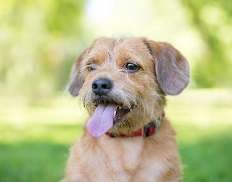 Dachshund And Terrier Mix