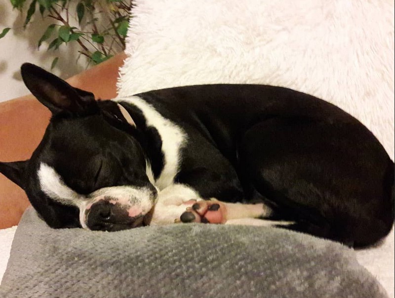 Fat Boston Terrier