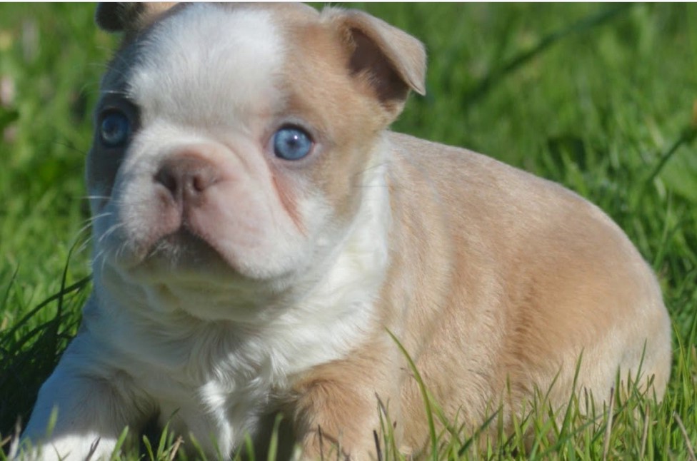 Fawn Boston Terrier