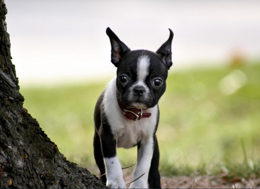 Female Boston Terrier