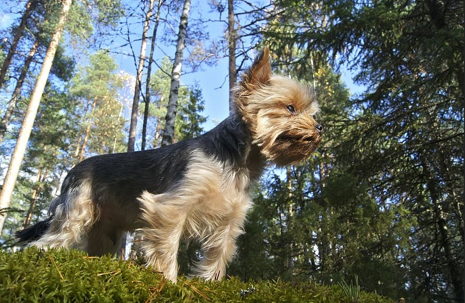 Fourche Terrier