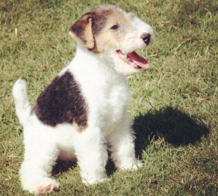 Fox Terrier For Sale