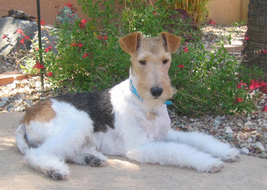 Fox Terrier Pictures