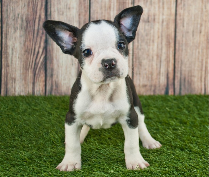 Frenchie vs Boston Terrier