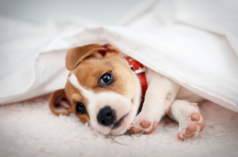 Full Grown Jack Russell Terrier Pitbull Mix