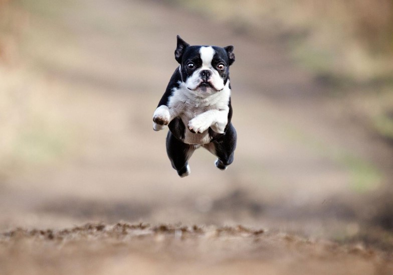 Funny Boston Terrier