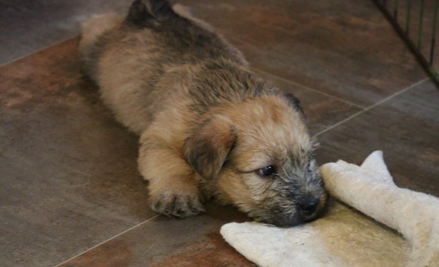 Glen of Imaal Terrier Puppies