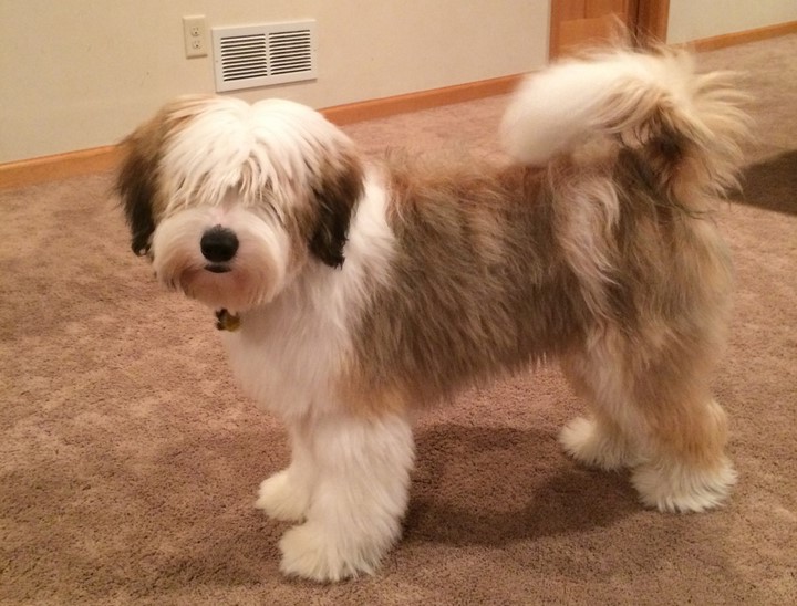 Gold Tibetan Terrier