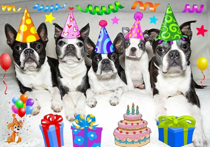 Happy Birthday Boston Terrier