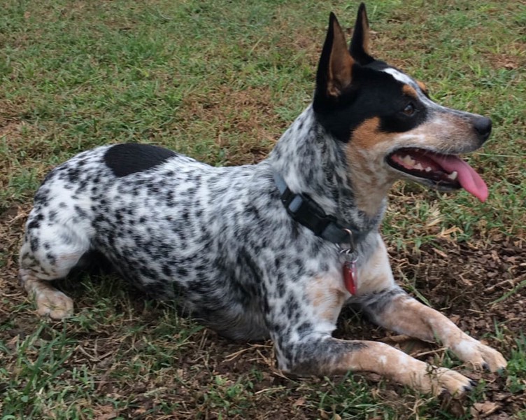 Heeler Terrier Mix