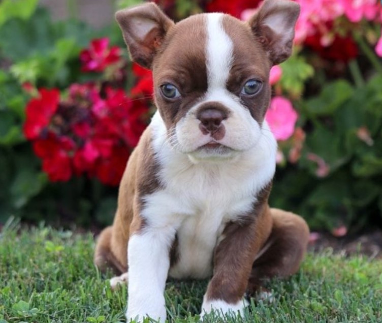 How Much Are Boston Terrier Puppies