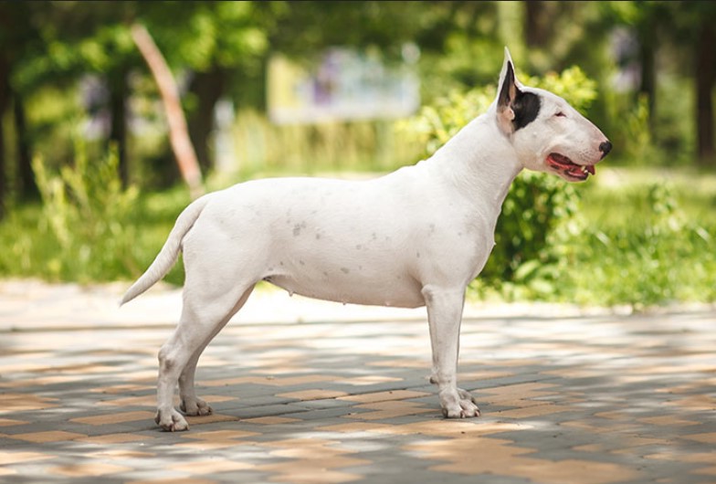 how much does a bull terrier cost