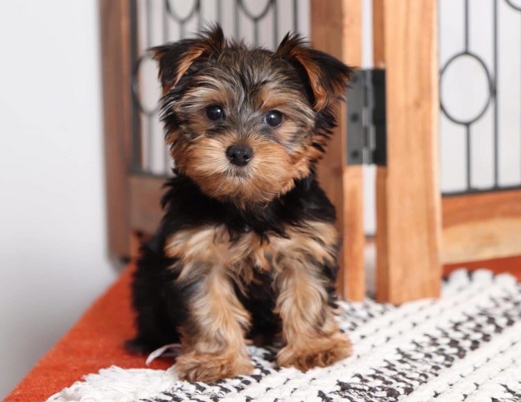 How Much Does a Yorkshire Terrier Cost