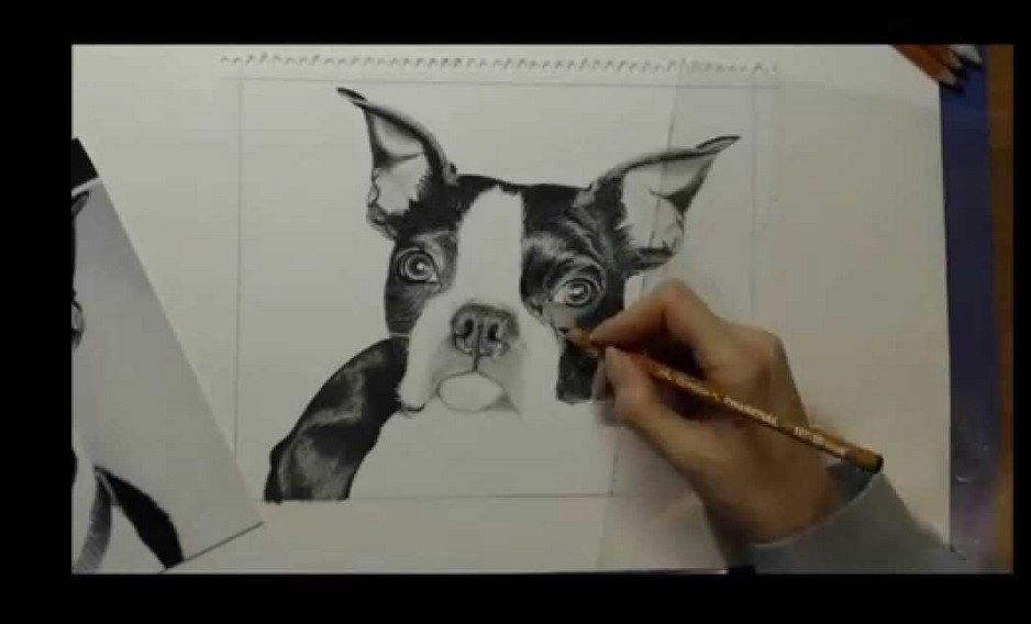 How To Draw A Boston Terrier