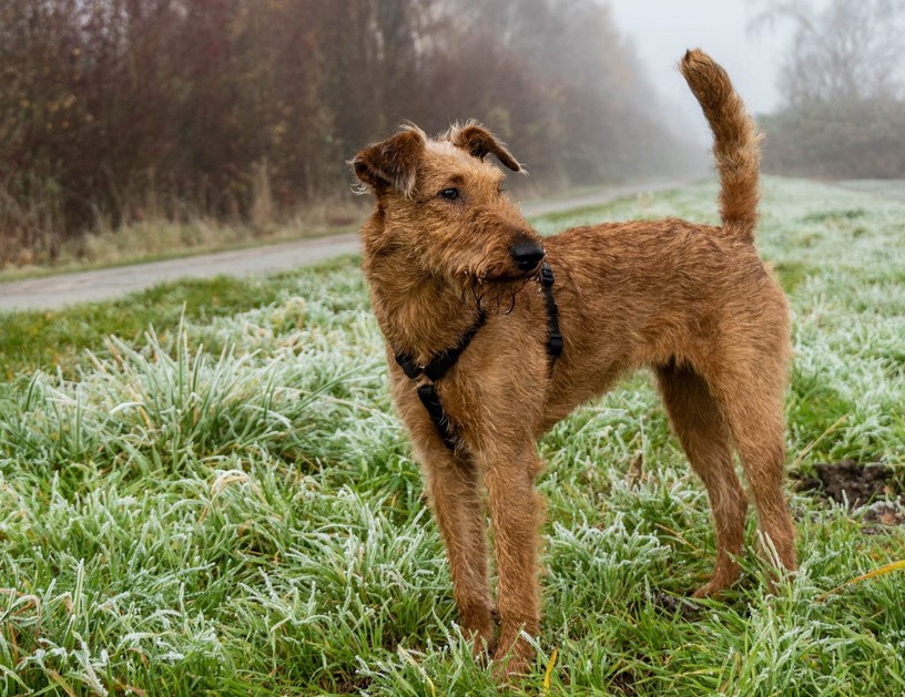 Irish Terrier For Sale