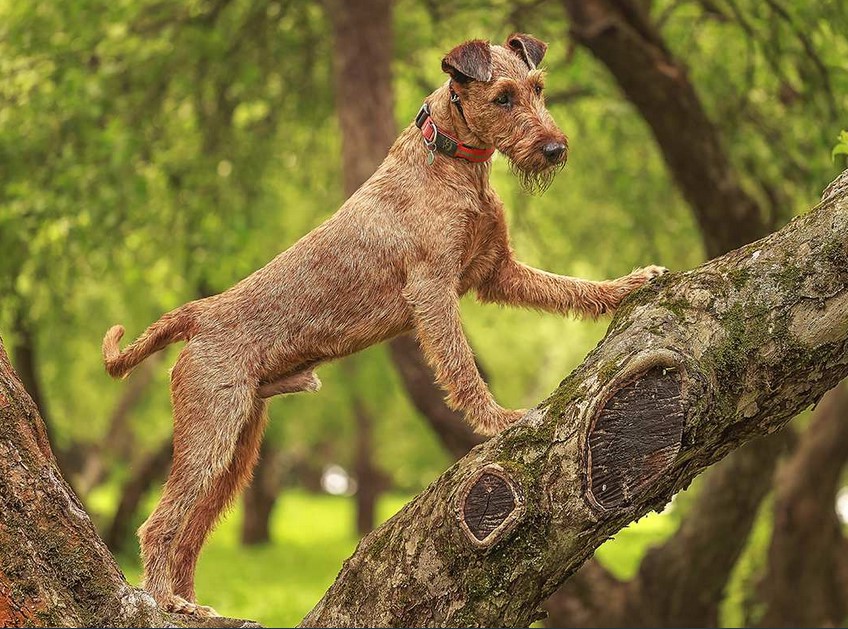 Irish Terrier Mix