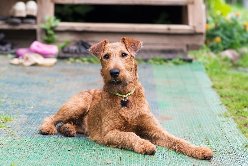 Irish Terrier Puppies For Sale