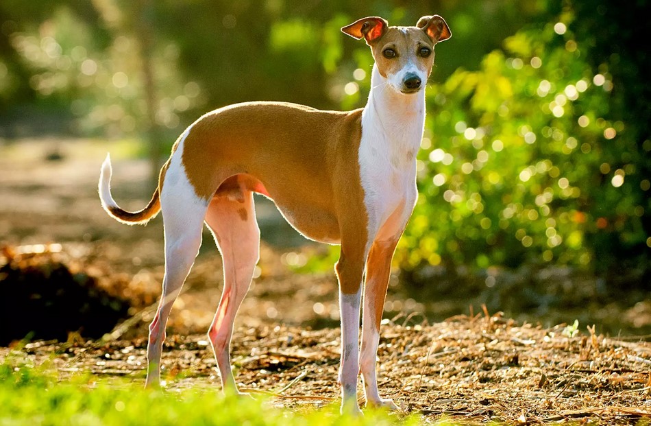 Italian Greyhound Rat Terrier Mix